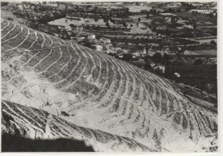 Monte Rua, reforestation