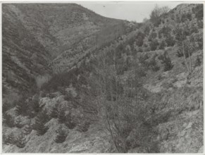 Aterno Valley reforestation by planting Pinus Nigra trees. L'Aquila, Italy