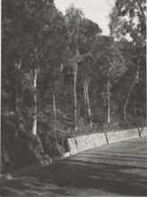 Portella San Rizzo reforestation by planting pine trees and eucalyptus