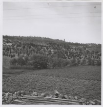 Reforestation in Sassari