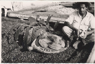 Cocoa berries protecting cocoa grains