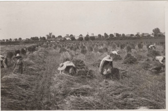 Villa Glori Wheat harvest
