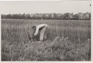 Villa Glori Wheat harvesting