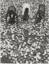 Copras  dried coconuts, used for oil and margarine. The copra is one of the main export products of Ceylon. The coconuts are opened with axes and let to dry in the hot sun. After a short while, the in...