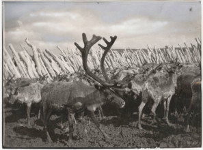 Domesticated reindeers