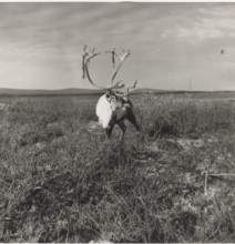 An exemplar of male reindeer soon before the mating season, when the skin covering its horns starts to fall