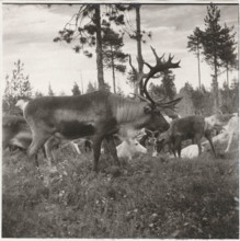 An exemplar of male reindeer during the mating season