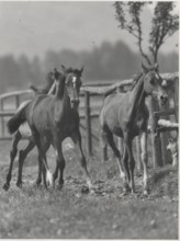 Arabian horses in a horse farm in Grassau. Germany