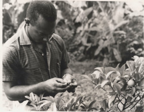A government agronomist examines a nutmeg from a young tree at the Plant Propagation Station, Mirabeau, Grenada