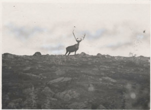 A caribou