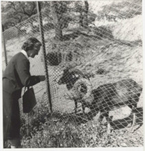 Farm mouflons in Nuoro, Italy