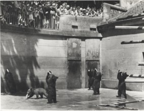 Bern Barenpark bears drinking milk