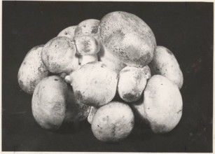 Mushrooms artificial culture. Gravere, Italy