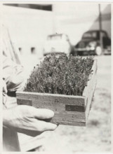 Pinus halepensis trees
