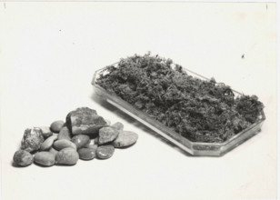 Pebbles and an artificial pond are used as subsidiary tools for hydroculture