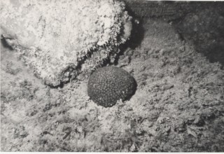 Madrepores in Sicily