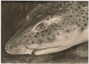 Head of a dogfish