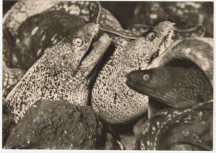 Moray eels
