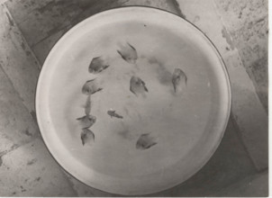 Madrepore's fishes die if removed from their coral