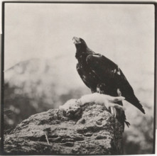 Golden Eagle with prey