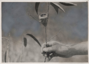 Hummingbird in its nest
