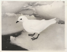 Petrel de las Nievas