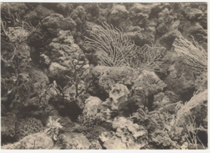 Gorgonian and corals