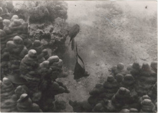 Red Sea shoals of madrepores