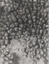 Red Sea shoals of madrepores