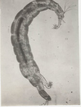 Chironomidae larva