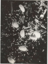 Ostracods