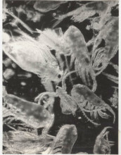 Eudiaptomus vulgaris