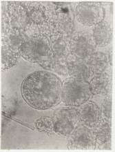 Glenodinium sanguineum