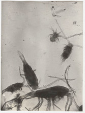 Eudiaptomus vulgaris