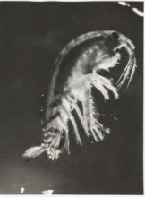 Gammarus pungens
