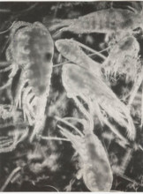 Eudiaptomus vulgaris