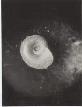 Planorbis carinatus. Shell