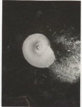 Planorbis carinatus. Shell