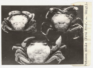 Potamon fluviatile. Crabs c1950