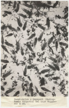 Eudiaptomus vulgaris