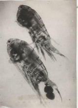 Eudiaptomus vulgaris, male and female