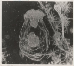 Asplanchna priodonta