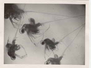 Cladocerean water fleas