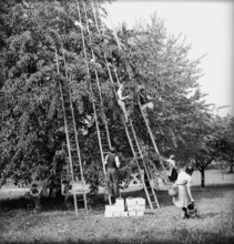 Farmer family at cherry harvest, historical.