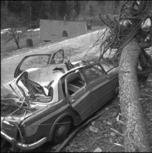 Car mashed by uprooted tree at the Frutigen-Adelboden street ; 1962.