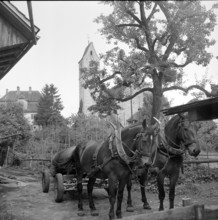 Horses, Boswil 1953.