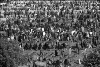 Cows at the horse market of Chaindon-Reconvilier, 1969.