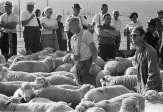 Separation of the sheep in autumn, Riffenmatt 1973.