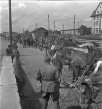 Wil railway station; horses are ready for loading; 1939.