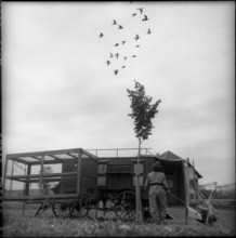 Woman soldier observing flock of pigeons, Fribourg 1962.
